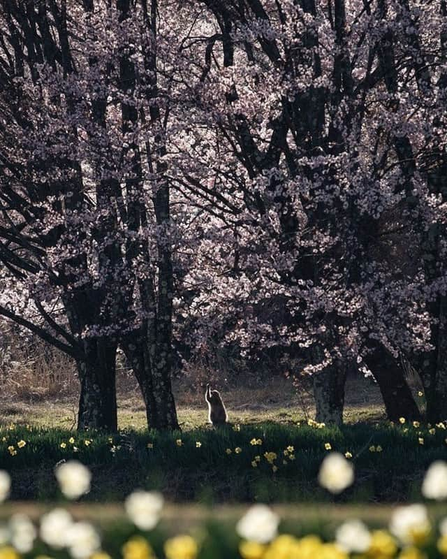 ?長野県 観光 公式インスタグラム さんのインスタグラム写真 - (?長野県 観光 公式インスタグラム Instagram)「//﻿ Photo by @starryyuki﻿ ﻿ A Monkey Enjoying the Arrival of Spring near Kozenji Temple﻿ (Komagane City)﻿ ﻿ At the base of the Central Japanese Alps, bright daffodils and cherry blossoms announce the arrival of spring. ﻿ ﻿ Humans aren’t the only ones who appreciate the changing of the seasons. After a long, harsh winter, even monkeys take the time to enjoy spring’s vibrant colors and scents. ﻿ ﻿ ﻿ ＝＝＝＝＝＝＝＝﻿ ﻿ ﻿ 花を愛でるお猿﻿ 「宝積山光前寺近くの風景」﻿ ＠駒ヶ根市﻿ ﻿ 水仙や桜が春の訪れを告げる﻿ 中央アルプスのふもとに広がる﻿ 駒ヶ根市の宝積山光前寺近くで﻿ 出会ったとある風景🍃﻿ ﻿ 厳しい冬をこえ春の訪れを﻿ 待ちわびていたお猿さんたちも﻿ 春の香りに﻿ 酔いしれているのかもしれませんね🐵﻿ ﻿ ﻿ ーーーーーーーー﻿ ﻿ Location /Komagane City, Nagano, Japan ﻿ ﻿ ﻿ #おうちでながの﻿ #おうちで過ごそう﻿ #長野のいいところ﻿ #宝積山光前寺﻿ #駒ヶ根市﻿」4月17日 17時00分 - nagano_japan