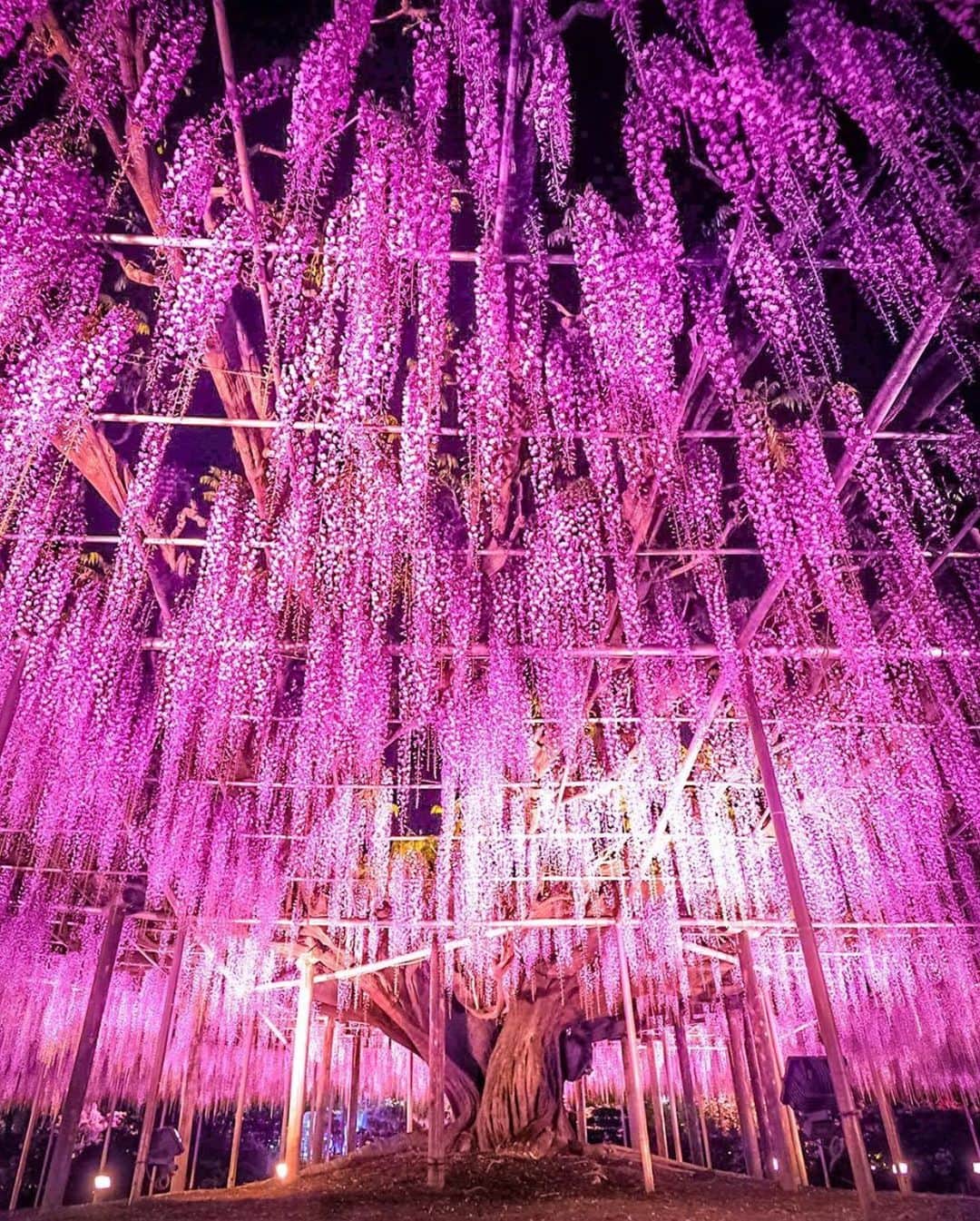 aumoさんのインスタグラム写真 - (aumoInstagram)「【#日本の絶景 ×#藤の花 】 . 栃木県の「#あしかがフラワーパーク 」にて撮影されたお写真📷. 視界一面に広がる藤の花の紫は圧巻！ . Credit：@traveler_sui さん 素敵なお写真をありがとうございます！ . あなたが撮影した素敵な写真に 「#aumo」を付けて教えてください♡ あなたの投稿が明日紹介されるかも♪ . aumoアプリは毎日配信！おでかけや最新グルメなどaumo読者が気になる情報が満載♡ ダウンロードはプロフィールのURLから✔︎ (iPhone&Android版) . . #栃木#栃木観光#藤棚#旅行#絶景#ネモフィラ#インスタ探検隊 #女子旅#絶景#旅#team_jp_ #igersjp #japan_daytime_view #wu_japan  #bestjapanpics #japan_of_insta #art_of_japan_ #ptk_japan #photo_jpn #lovers_nippon #tokyocameraclub #あなたとみたい景色#フォトジェニック」4月17日 17時12分 - aumo.jp