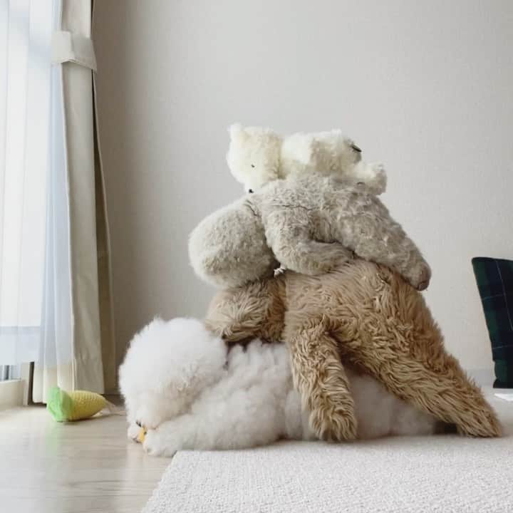 ゆうのインスタグラム：「. . アーニーさんの背中は安定です🐶 . 空気よんで 途中じっとしてくれる🤣 ありがとよ！ . . . #ヒマなお母さんに遊ばれる #おうち時間 #stayhome . #アーニーさんと遊ぼう🐶 . .」