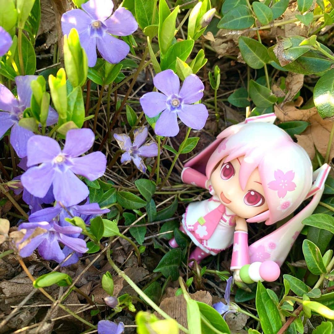 初音ミクさんのインスタグラム写真 - (初音ミクInstagram)「札幌にも春の足音が聞こえてきたんダヨー Spring is coming! dayo-. #ほんとは花より団子ダヨー #たくましい後頭部に刮目せよ #お花と背比べ #初音ミク #hatsunemiku  #桜ミク #sakuramiku」4月17日 19時17分 - cfm_miku_official