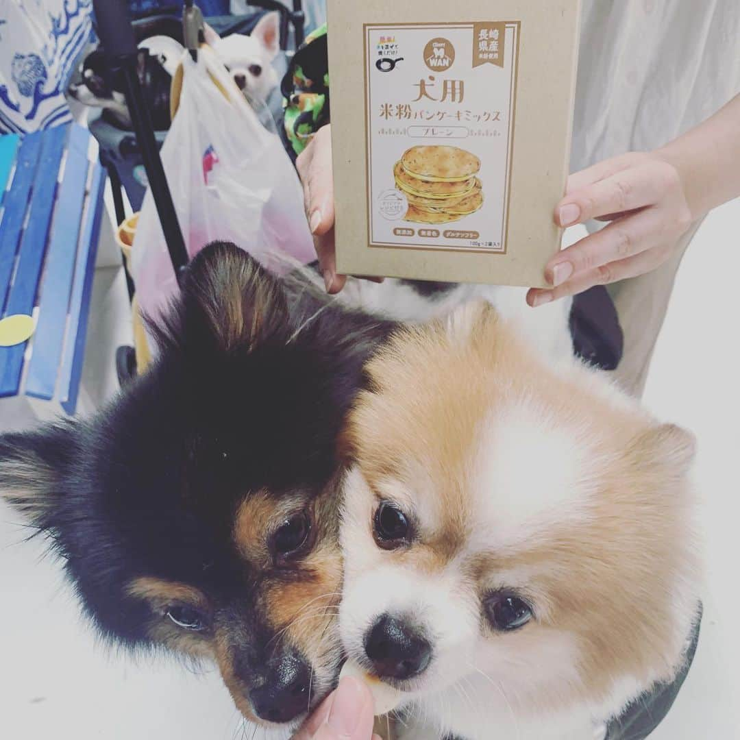 CheriWANさんのインスタグラム写真 - (CheriWANInstagram)「こんにちは。CheriWANです🐶  自宅待機やテレワークで愛犬との時間が増えた方が多いのではないでしょうか😊 週末はわんこ用パンケーキを作って愛犬と一緒におやつタイムでお家で楽しんじゃいましょう♪  Instagramでも#ワンコ米粉パンケーキのハッシュタグでたくさんの人に作っていただいています✨ 是非ご覧ください👀  #CheriWAN #シェリーワン #犬 #ふわもこ部 #愛犬 #わんこ#ペット #いぬすたぐらむ #ワンコ#無添加 #無着色 #無香料 #米粉パンケーキミックス #グルテンフリー #米粉 #ドッグフード #いぬ#いぬのおやつ #ワンちゃん用 #いちご #なし #スイカ#ドライフルーツ ﻿ 完成したパンケーキは﻿ 下記ハッシュタグでシェア🥞❤️↓﻿ #ワンコ米粉パンケーキ」4月17日 19時27分 - cheriwan_official