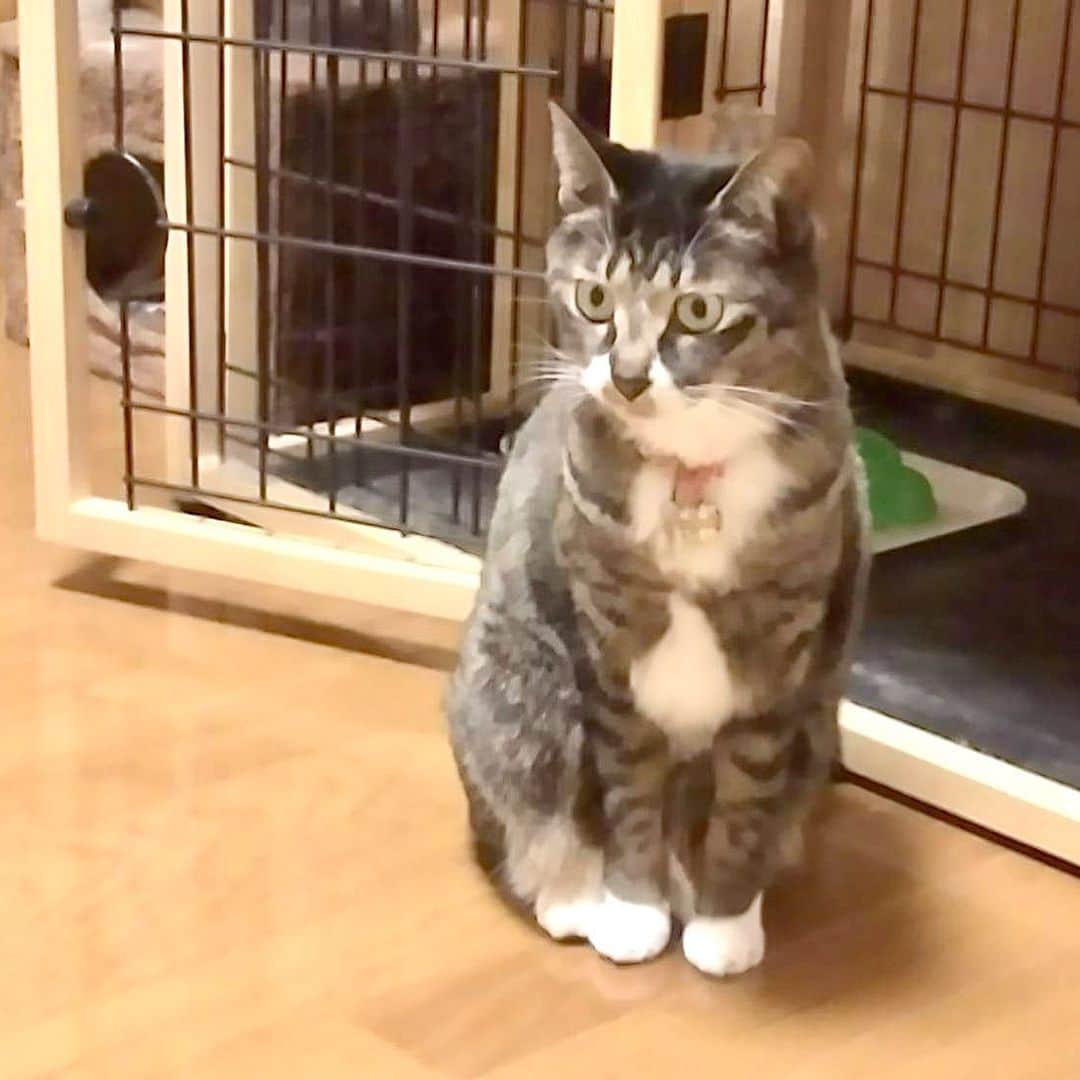 takegaeruのインスタグラム：「本日のてんちゃん photo by 嫁ちゃん #猫 #cat #よもねこ #よもぎねこ #キジトラ #きじとら」