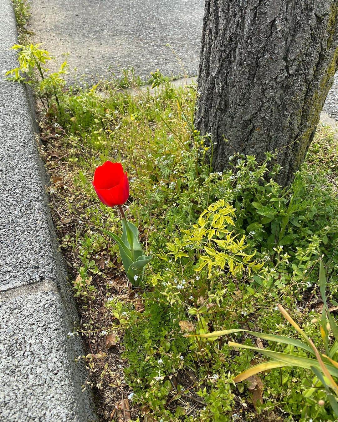 高橋聡文のインスタグラム：「散歩してたら道端にチューリップが咲いてた🌷  #久々投稿」