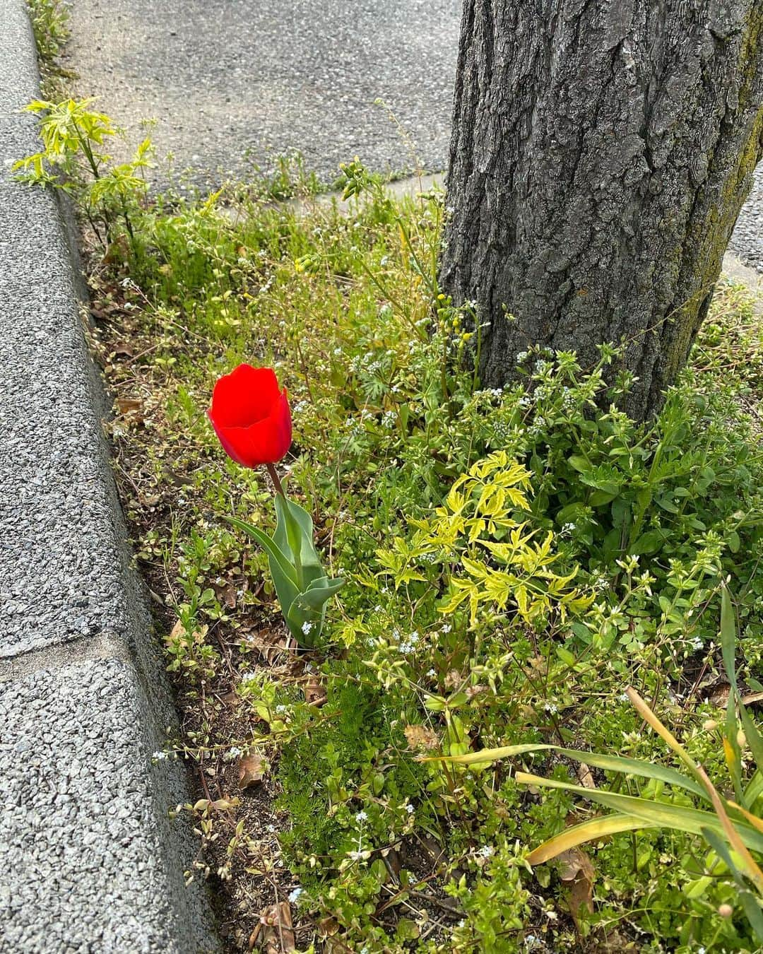 高橋聡文さんのインスタグラム写真 - (高橋聡文Instagram)「散歩してたら道端にチューリップが咲いてた🌷  #久々投稿」4月17日 19時33分 - akifumi0529