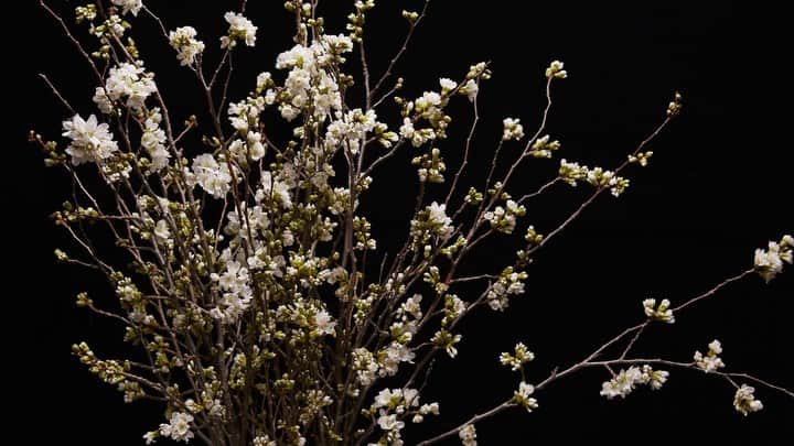 椎木俊介のインスタグラム：「We hope things will get back to normal soon. Be strong and keep believing!  #azumamakoto #shiinokishunsuke #amkk #amkk_project #jardinsdesfleurs #feelspring #sakura #cherryblossom #stayathome #staysafe #東信 #東信花樹研究所 #makotoazuma  #桜」