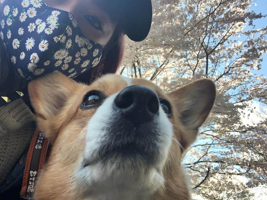 IMALUさんのインスタグラム写真 - (IMALUInstagram)「先日散歩中の束の間の桜 #corgi #コーギー」4月17日 19時57分 - imalu_0919