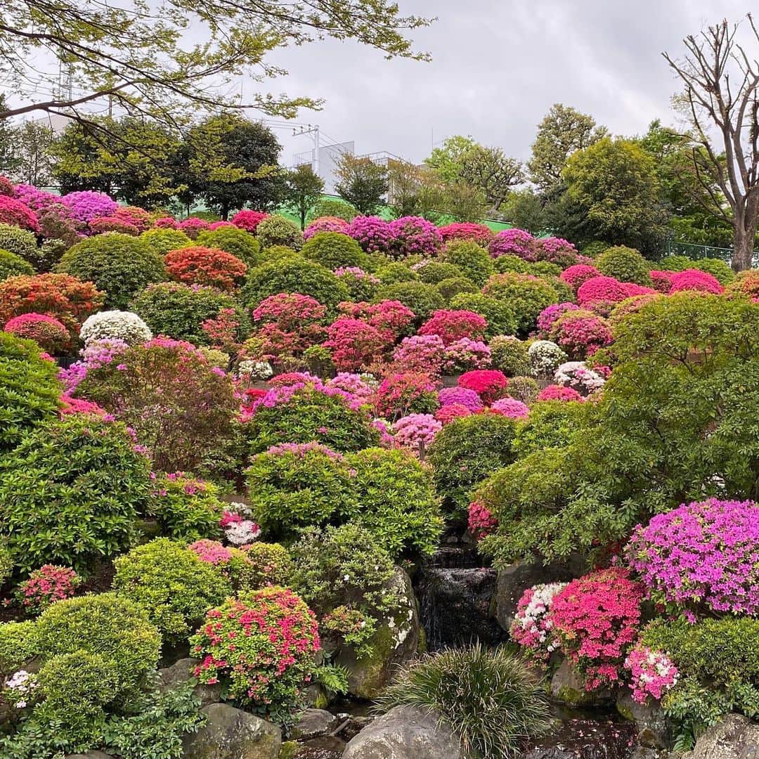 まる（まるたろう）さんのインスタグラム写真 - (まる（まるたろう）Instagram)「What a beautiful garden! ✨🐶🌸✨根津神社のつづじが綺麗に咲いてきたよ〜 #みんなは来年見にきてね #まるのお写真で我慢してね☺️ #今年のつつじ祭りは中止です」4月17日 20時01分 - marutaro