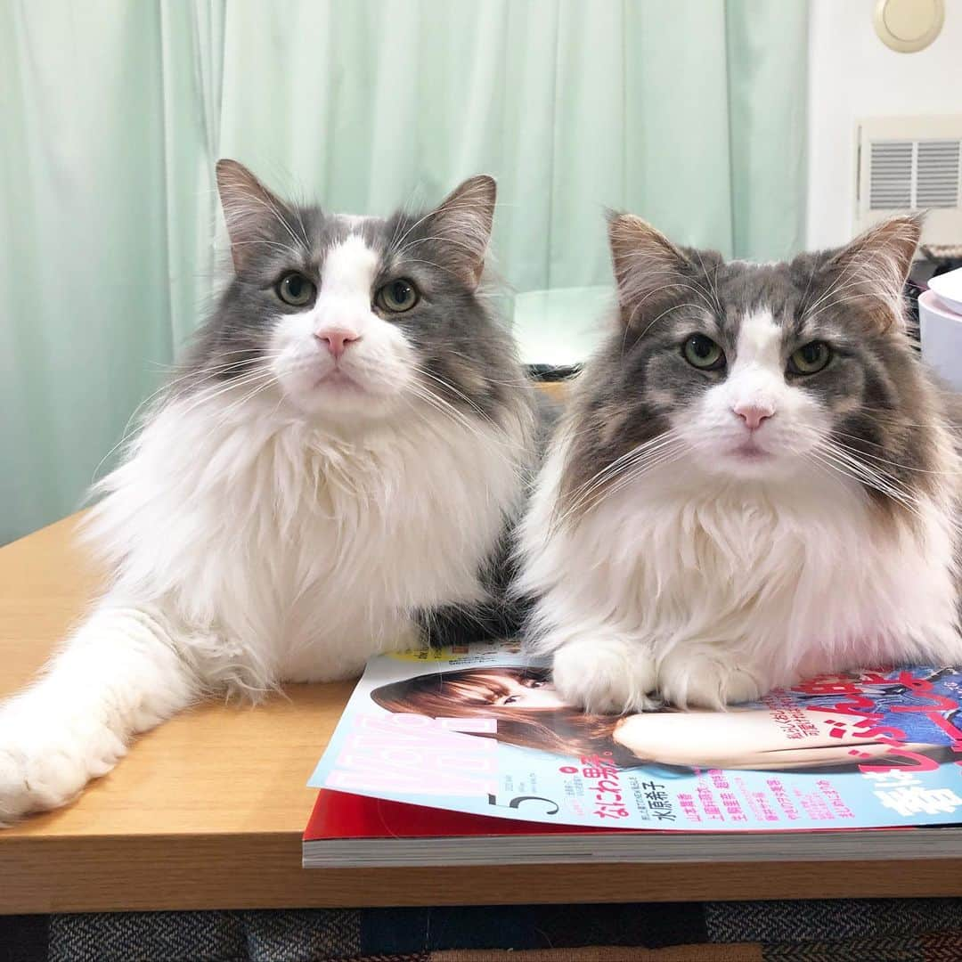 Sagiri Kitayamaさんのインスタグラム写真 - (Sagiri KitayamaInstagram)「①②枚目、仲良しキャスバル＆ルシファー兄妹😼💖😼 ③枚目、アルちゃん＆ルシファー😺💖😺 #甘えん坊にゃんこ祭 #にゃんぐるみ祭 #キャスバル #ルシファー #ノルウェージャンフォレストキャット #ノルウェージャン #norwegianforestcat #norwegian #neko #ラグドール #ragdoll #ねこ #ねこ部 #ネコ #猫 #猫めろ部 #cat #cats #catinstagram #catstagram #catsofinstagram #instagramcat #instagramcat #kitty #ふわもこ部 #むにゃげーず #耳毛部」4月17日 20時11分 - rererurerurela