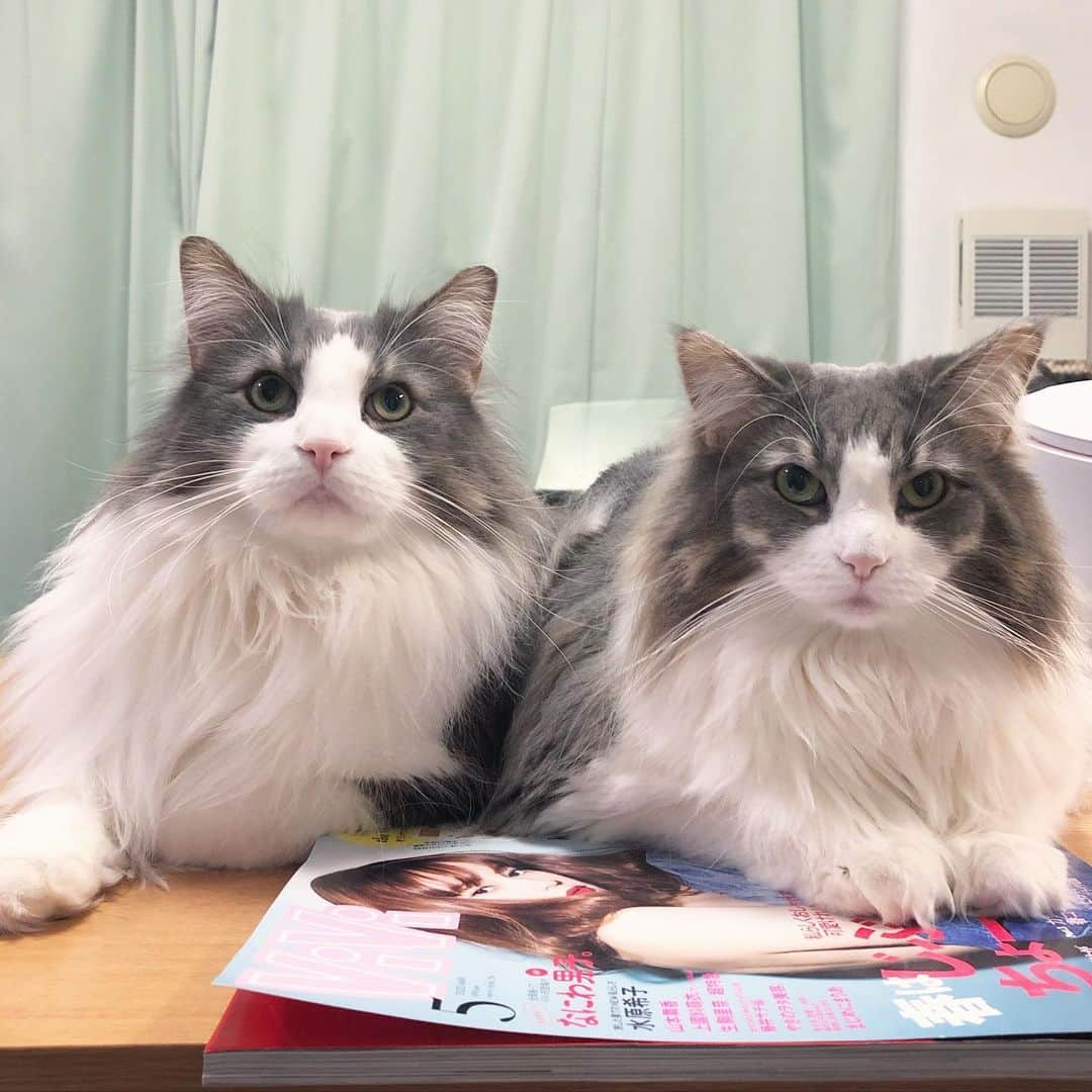 Sagiri Kitayamaさんのインスタグラム写真 - (Sagiri KitayamaInstagram)「①②枚目、仲良しキャスバル＆ルシファー兄妹😼💖😼 ③枚目、アルちゃん＆ルシファー😺💖😺 #甘えん坊にゃんこ祭 #にゃんぐるみ祭 #キャスバル #ルシファー #ノルウェージャンフォレストキャット #ノルウェージャン #norwegianforestcat #norwegian #neko #ラグドール #ragdoll #ねこ #ねこ部 #ネコ #猫 #猫めろ部 #cat #cats #catinstagram #catstagram #catsofinstagram #instagramcat #instagramcat #kitty #ふわもこ部 #むにゃげーず #耳毛部」4月17日 20時11分 - rererurerurela