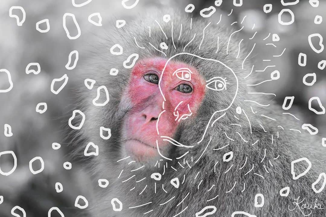 大越光貴さんのインスタグラム写真 - (大越光貴Instagram)「隙間時間アート🐒 ﻿ #SNOWMONKEY #ANIMALPHOTO #photographer #naturephotographer #stayhome #photoshop #スノーモンキー #雪山 #雪猿 #猿 #雪景色 #地獄谷野猿公苑 #長野 #絶景 #自然の恵み #日本の絶景 #風景写真 #フォトグラファー #写真家 #一人旅 #旅に出たい #新型コロナ #外出自粛 #出勤自粛 #コロナに負けるな #お家時間 #ステイホーム #みんながみんなのために #落書きアート #フォトショップ」4月17日 20時04分 - koukoshi