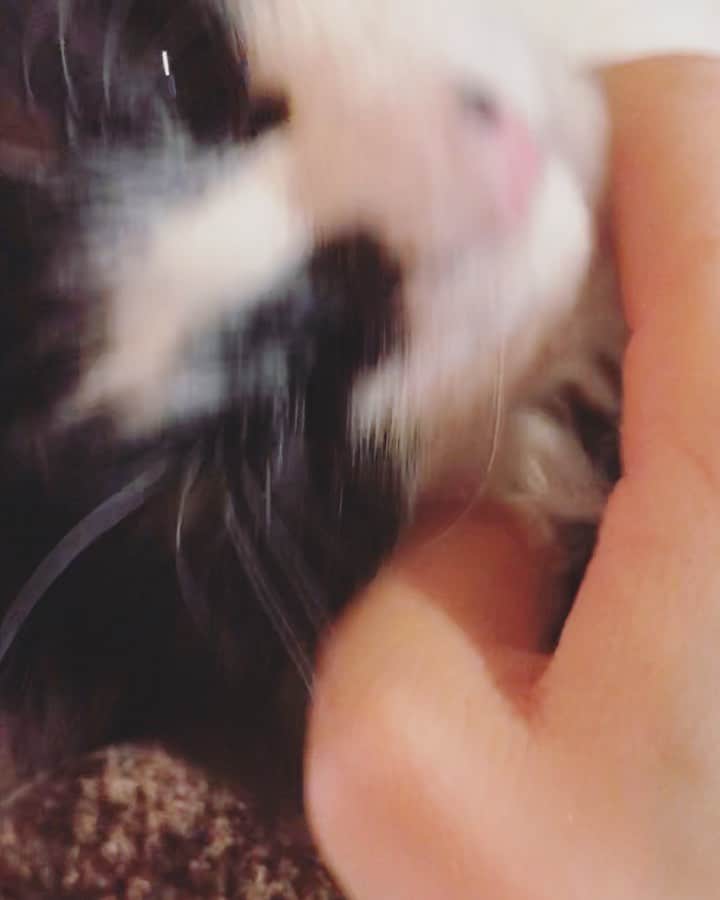 もじゃころのインスタグラム：「今日の動くバンドリです。どうぞお納めください。  #坂東玉隠しシャシャ丸  #坂東玉隠しシャシャ丸の歌」