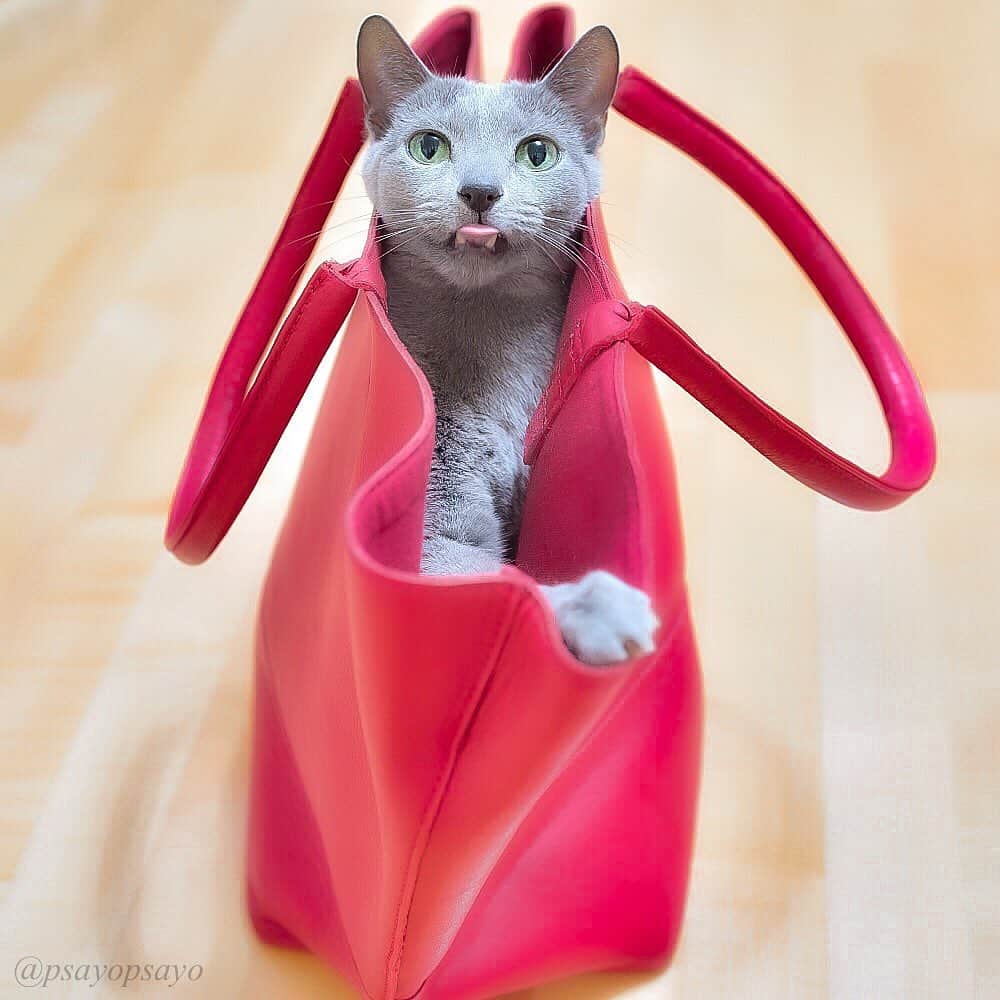 ❤?❤❤❤ Sayo ??❤?❤️❤️❤️のインスタグラム：「★ Happy Friday 😺★. . Stay Home and Let's play hide-and-seek!😽👍🏻💕💕. . おうちでボクちゃんとかくれんぼしよ〜😽👍🏻💕💕 #いぬすたねこすたグランプリ　#ハートワン動物病院きゅんきゅんフォトコンテスト」