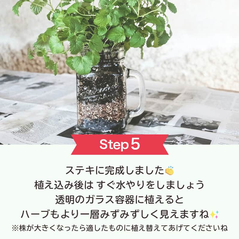 LIMIA（リミア）さんのインスタグラム写真 - (LIMIA（リミア）Instagram)「. 料理に！暮らしに！いろいろ使えるハーブ🌱  花壇や菜園がなくても小さな容器さえあれば 立派に収穫ができますよ♪  ハーブでお部屋に緑と癒しを増やしませんか🥰？？ . photo by ゆぴのこさん @yupinoko https://limia.jp/idea/68120/ 記事の詳細はプロフィールリンクから飛べます✨ ▶@limiajp . #暮らし #暮らしのアイデア #生活の知恵 #limia #ハーブ #ハーブ植え込み #ハーブ植え替え #ハーブを育てる #家庭菜園 #室内菜園 #菜園グッズ #菜園アイテム #100均 #100均アイテム #100均園芸 #メイソンジャー #メイソンジャー活用 #メイソンジャーアイデア #ハーブ料理 #ハーブティー #ハーブオイル #ハーブを楽しむ #ハーブを増やす #ベランダ園芸 #ベランダ菜園 #生活の知恵 #主婦の知恵 #おうち時間 #おうち時間を楽しむ #リミア知恵袋」4月17日 21時00分 - limiajp