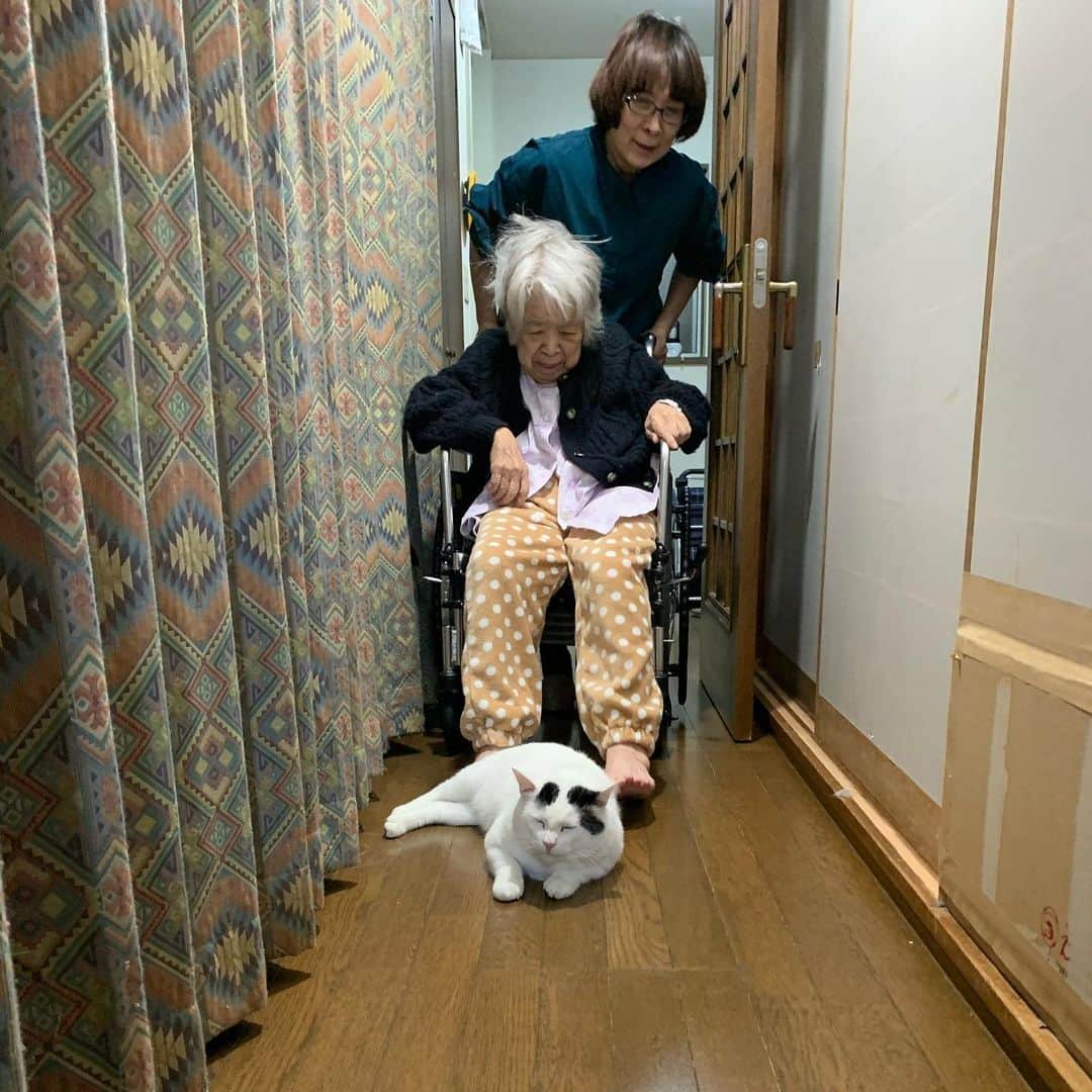 のインスタグラム：「そこでくつろがないでくださいな。 #うちの猫ら #nanakuro #バーバ #猫 #ねこ #cat #ネコ #catstagram #ネコ部 http://kachimo.exblog.jp」
