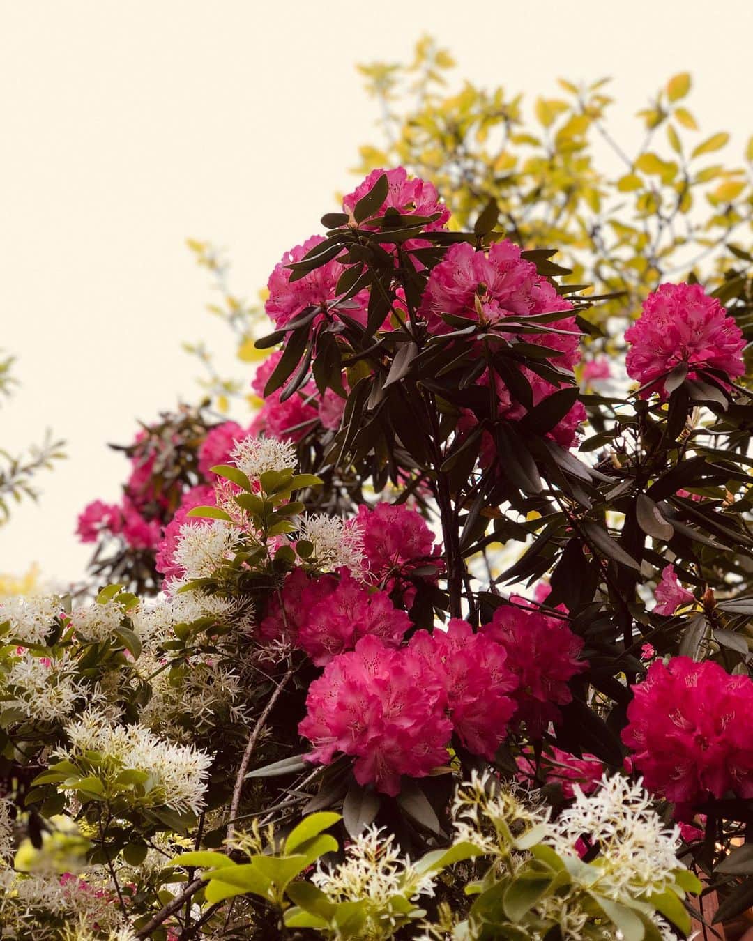 長尾悦美さんのインスタグラム写真 - (長尾悦美Instagram)「お気に入りのランニングコースに咲き乱れる石楠花。  花言葉は　beware,caution 注意する,用心する。  ウィルスに"用心"して美しい花を愛でてお過ごし下さい。って幹にメッセージが貼ってあった。  優しい言葉に癒された♡  今週も花を部屋にたくさん飾ろう🌹  #石楠花 #しゃくなげ」4月17日 21時34分 - yoshiminagao