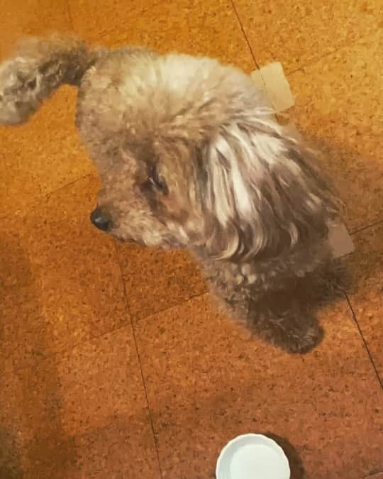 須黒清華のインスタグラム：「母から送られてきた愛犬の動画🐶 . なぜかスロー。 意図せずスロー。 無意味なスロー。 . いまだに「ぱ行」が打てない母です。 パン食べたい🍞➡︎バン食べたい笑」