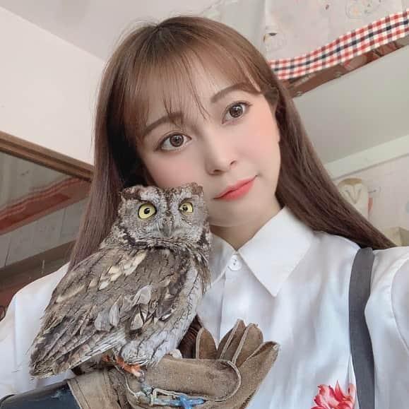 川和真奈美のインスタグラム：「ふくろう生活  #owl  #ふくろう #動物のいる生活 #動物好きな人と繋がりたい  #owllove」