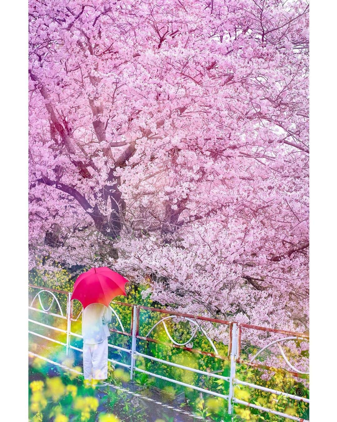 メグのん♡ A k i k oのインスタグラム：「♡Flowers of hope . . まだ、心までは病んでいない . 大丈夫。 . 願いを込めてステイホーム . . まだまだ生きるのだ。 . . ♡」