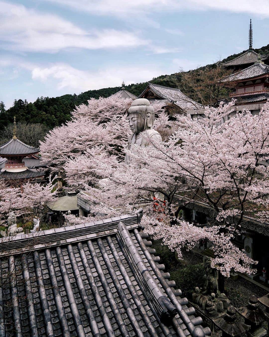 Koichiのインスタグラム：「| Pray for People and Peace🌸 . . #BeautifulJapan #Hellofrom #Nara .」