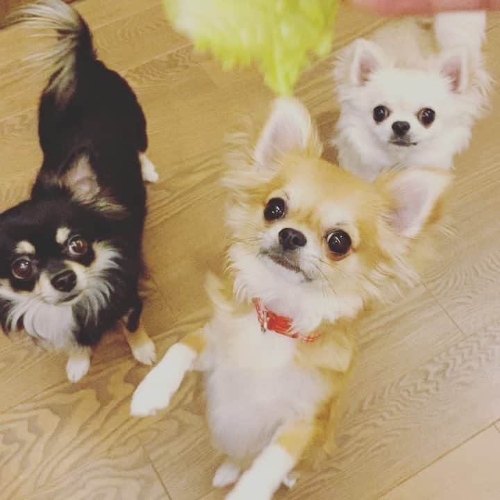 のインスタグラム：「愛すべきお隣さんからいただいた宮崎のサニーレタスが大好きすぎるチワワーズ！！！ 平和なサニーレタス戦争です🥬 ほーんのちょこっとだけよ…💦 ・ ・ ・ #味岡ちえり #bongo #chabin #cobin #犬好き #dogs🐶  #ブラタンチワワ #チワワ #ロングコート #ブラックタン #クリームホワイト #セーブルホワイト #多頭飼いチワワ  #食いしん坊　#サニーレタス #chihuahua  #dogstagram  #犬がいる暮らし #犬がいないと生きていけない  #多頭飼い」