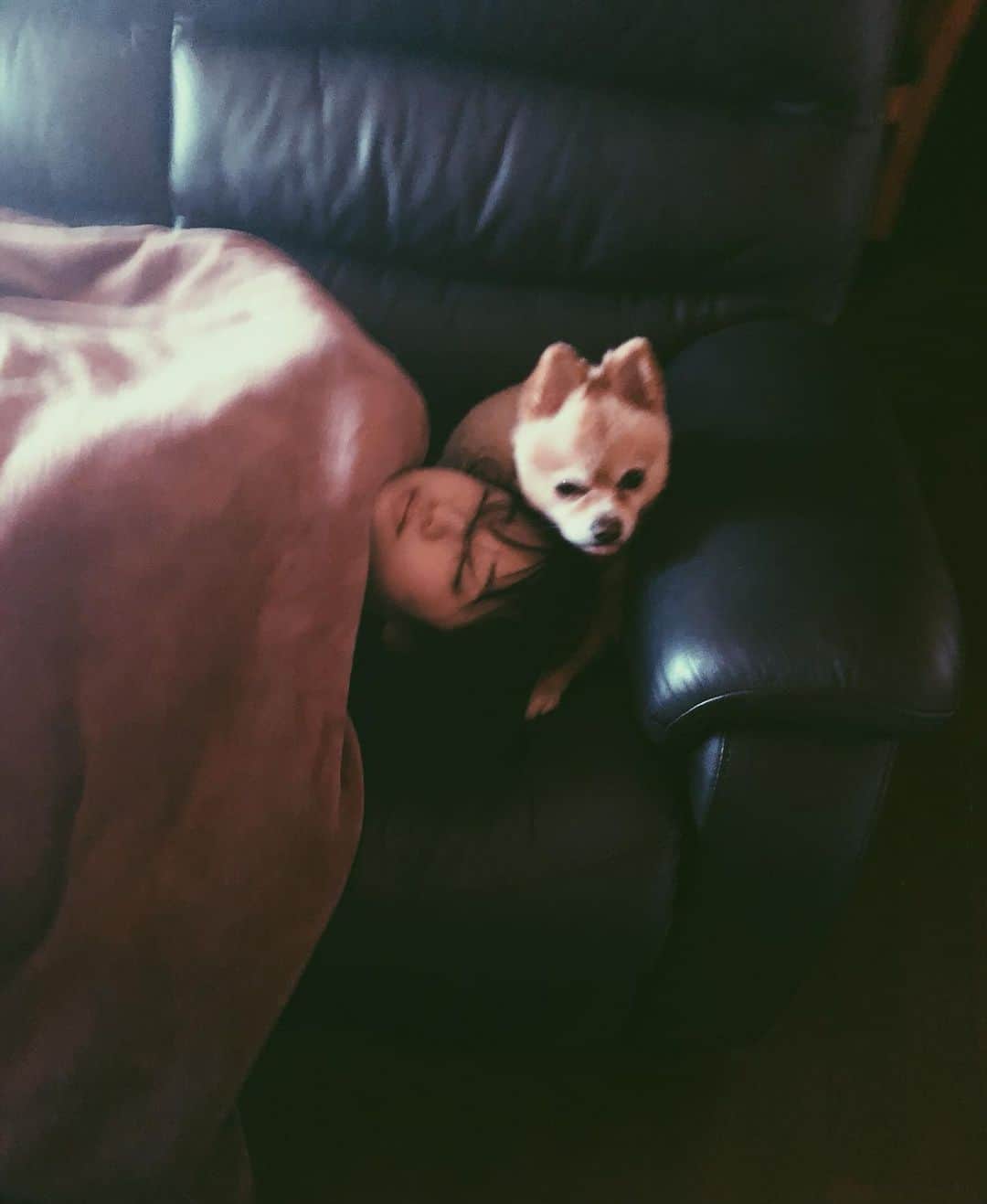 小寺真理さんのインスタグラム写真 - (小寺真理Instagram)「最近朝の4時半〜5時半頃に 起こしに来る犬。  腕枕してくれてます。 (この写真は起こされてリビングに行ってソファーで二度寝中)」4月17日 22時44分 - koteramaricorin