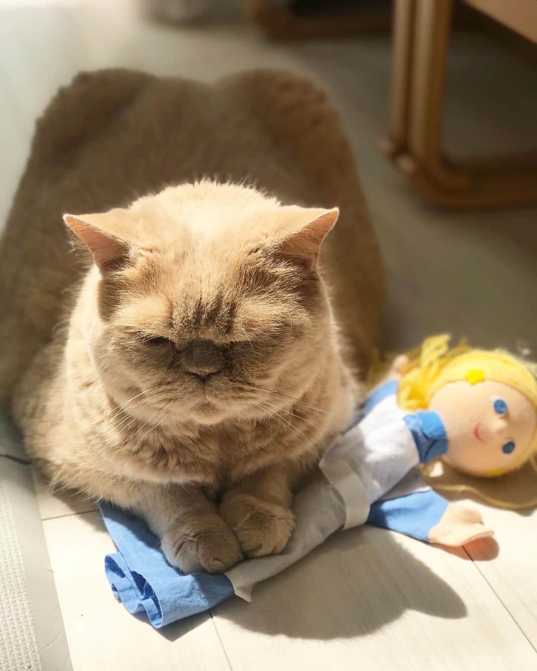 濱中鮎子のインスタグラム：「お嬢が大好きなパペットのシェリーさんを踏みつぶしリラックスしていた坊。🧸 普段の鬱憤ばらしか！最近お嬢は、ニコニコしながらシェリーさんを私に渡す(シェリーさんやって！とお願いしてくる)のでもしや？と思い 「シェリーさんちょうだい！」とお願いしてみた。するとシェリーさんを取りにいき、私に渡すようになった！進化！  無言のコミュニケーションがたまらない。🤣 少しずつ言葉を理解して、頭と記憶に溜めているんだろう。  たくさんの言葉が開花する日が楽しみ。  チャイに踏まれ、お嬢に髪を引っ張り振り回されているシェリーさん、ありがとう。  #stayhomestaysafe  #こうしている間にもみるみる成長  #時はすすんでいる」