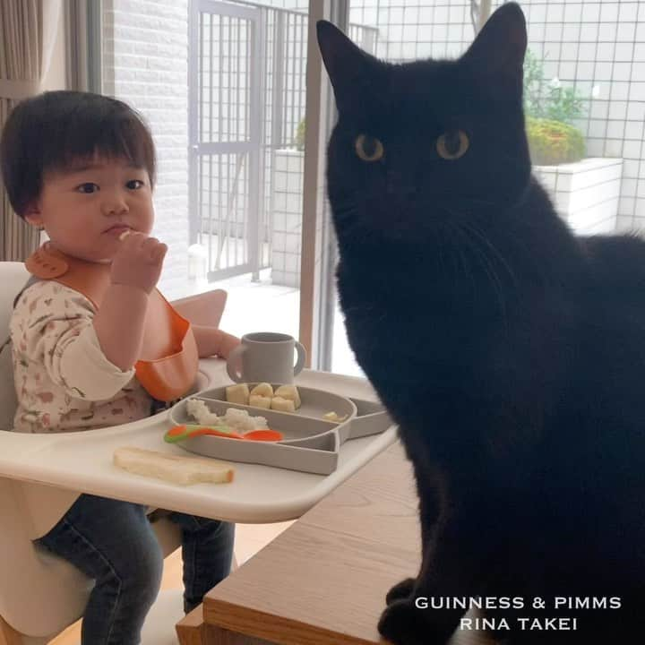 ギネス & ピムスのインスタグラム：「17/04/2020 Happy Friday! ・ The brothers are always around, watching over Nagi at mealtimes. Have a nice weekend, everyone! #stayhome ・ ・ 凪ねこの食事はいつも お兄ちゃん達に見守られながら☺️ ピム丸の場合は 盗み食い目的だったりするけど。笑 王子のごはんも盗み食いしてるし、 どれだけ食いしん坊なのか。 でもまあ みんな一緒のごはんは美味しいね！ それでは皆さま おうちで過ごす素敵な週末を♬ ・ ・ #ギネスくん　 #ピムスくん #ギネピムと凪くん  #1yearold #1歳 #1歳4ヶ月 #16monthsold  #babyboy #男の子ベビー #赤ちゃんのいる生活 #赤ちゃんのいる暮らし #赤ちゃんと猫 #猫と赤ちゃん#おうち時間」