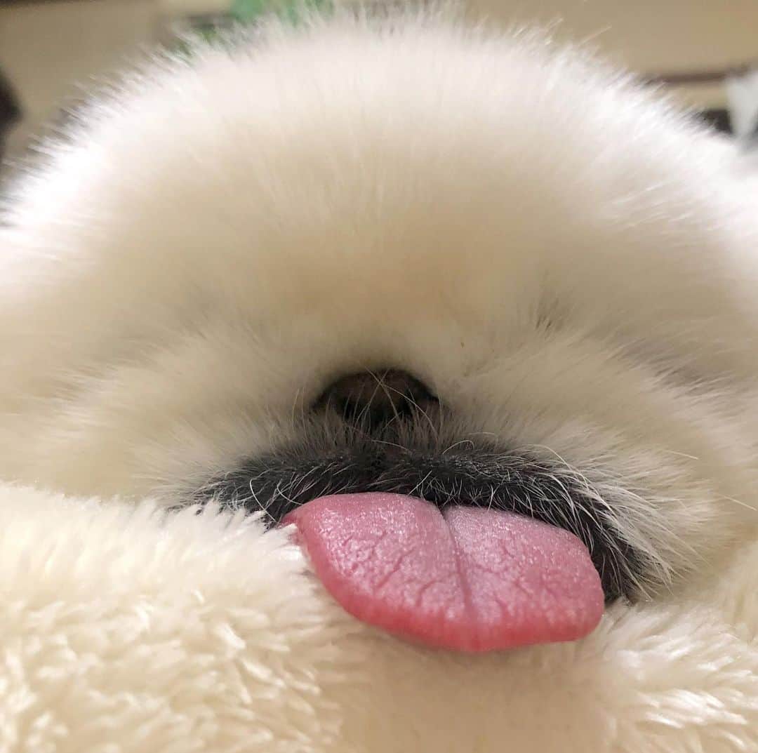 こなつのインスタグラム：「Good night もふもふ꒰˘̩̩̩⌣˘̩̩̩๑꒱ ♡」