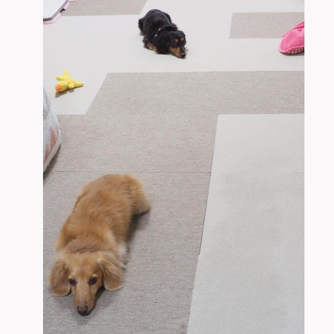 Sora Momoさんのインスタグラム写真 - (Sora MomoInstagram)「ごはんまだかなぁ🐶🐾🐶 ☺︎ 今日も2人で走り回って お腹すいちゃった そらが伏せてごはん待ちすると 同じようにももが真似っこ だけどこの距離は何？😅 ☺︎ あんなに遠くから横目でカメラ目線😂 ☺︎ #ごはん待ち#謎の距離感#遠いけど#並んでる#そらの真似っこ#横目でカメラ目線#揃えたおててが可愛い#キョトン顔#上目遣い#仲良し#そらともも#写真撮るならごはんくれ #ダックス#ミニチュアダックス#ダックス多頭飼い  #dachshund #miniaturedachshund」4月17日 23時11分 - teratera_sorapu_