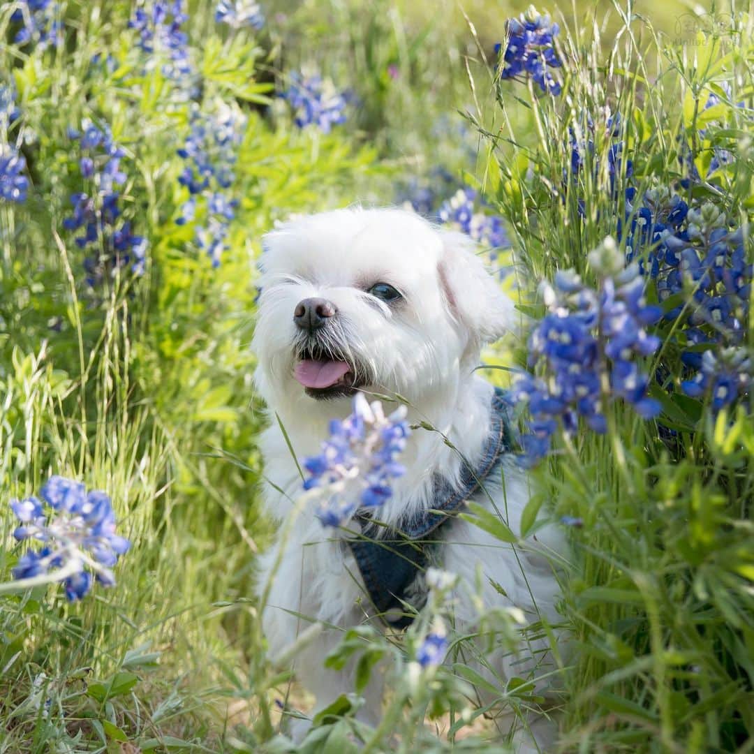 hi.arodさんのインスタグラム写真 - (hi.arodInstagram)「If you are bored at home, let me show you a natural of beauty of Texas, the blue bonnet wild flower ☺️Pretty? ・・・ #bluebonnets#texasbluebonnets#bluebonnetseason#texaswildflowers#bluebonnets2020#texasspring#springintexas#bluebonnet#texasweather#stateflower#aprilshowersbringmayflowers#stopandsmelltheflowers#wildflowers#betteroutside#flowerdog#thegreatoutdogs#flowerfield#blueflowers#blueflowers💙#springflowers🌸#maltesepuppy#malteselovers#maltesedog#malteselover#maltesedogs#maltesegram#bichonstagram#malshi#maltesesofinstagram#malteselife」4月17日 23時31分 - hi.arod