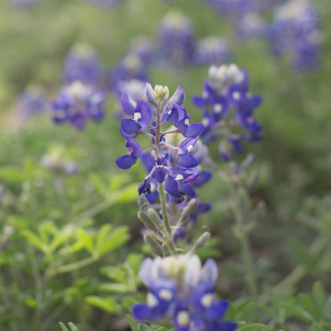 hi.arodさんのインスタグラム写真 - (hi.arodInstagram)「If you are bored at home, let me show you a natural of beauty of Texas, the blue bonnet wild flower ☺️Pretty? ・・・ #bluebonnets#texasbluebonnets#bluebonnetseason#texaswildflowers#bluebonnets2020#texasspring#springintexas#bluebonnet#texasweather#stateflower#aprilshowersbringmayflowers#stopandsmelltheflowers#wildflowers#betteroutside#flowerdog#thegreatoutdogs#flowerfield#blueflowers#blueflowers💙#springflowers🌸#maltesepuppy#malteselovers#maltesedog#malteselover#maltesedogs#maltesegram#bichonstagram#malshi#maltesesofinstagram#malteselife」4月17日 23時31分 - hi.arod