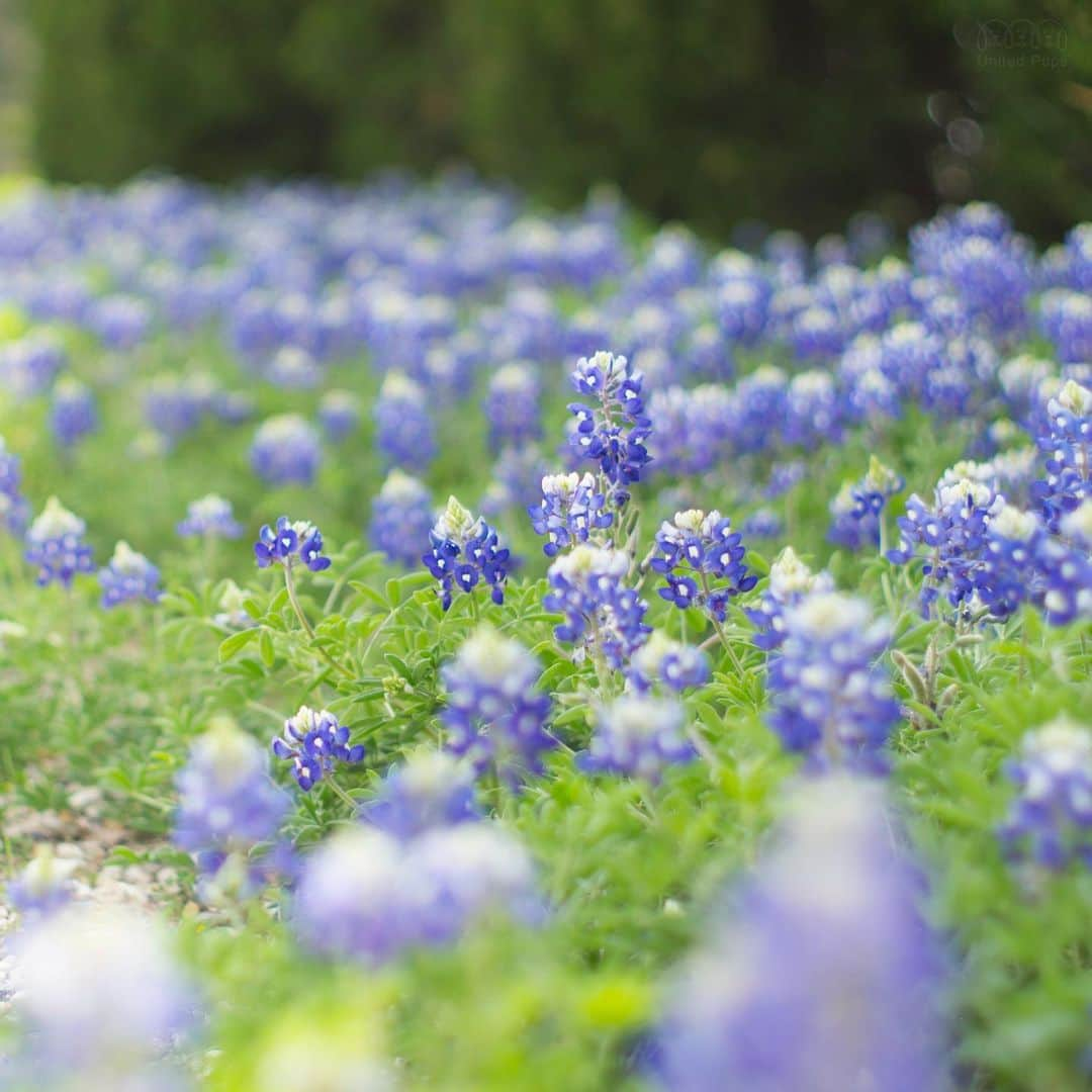 hi.arodさんのインスタグラム写真 - (hi.arodInstagram)「If you are bored at home, let me show you a natural of beauty of Texas, the blue bonnet wild flower ☺️Pretty? ・・・ #bluebonnets#texasbluebonnets#bluebonnetseason#texaswildflowers#bluebonnets2020#texasspring#springintexas#bluebonnet#texasweather#stateflower#aprilshowersbringmayflowers#stopandsmelltheflowers#wildflowers#betteroutside#flowerdog#thegreatoutdogs#flowerfield#blueflowers#blueflowers💙#springflowers🌸#maltesepuppy#malteselovers#maltesedog#malteselover#maltesedogs#maltesegram#bichonstagram#malshi#maltesesofinstagram#malteselife」4月17日 23時31分 - hi.arod