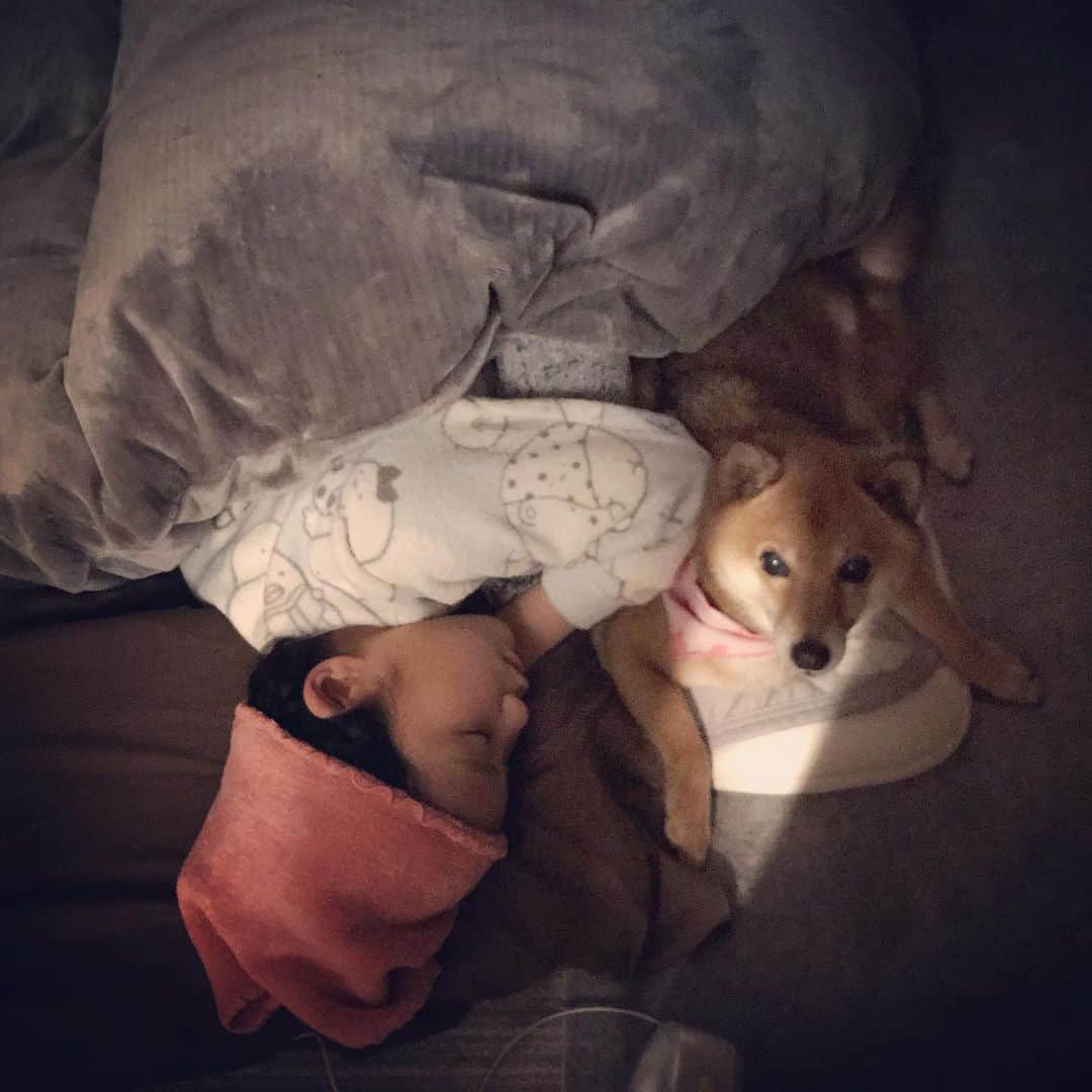 柴犬はなこ Shibainu Hanakoさんのインスタグラム写真 - (柴犬はなこ Shibainu HanakoInstagram)「G'night💫 #shiba #dog #shibainu #kid #犬　#柴犬　#犬とこども　#おやすみなさい　#stayathome」4月17日 23時36分 - kiki_beee