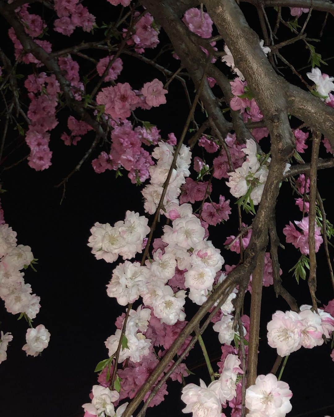 立花恵理さんのインスタグラム写真 - (立花恵理Instagram)「少し前ですが🌸」4月17日 23時41分 - tcbneri