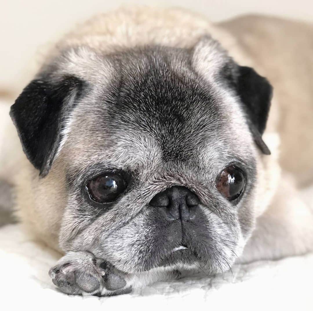 八兵衛のインスタグラム：「G’night⭐️ * *  #ほぼ黒パグ #おじいちゃん犬 #pug #puggy #puglife #puglove #petstagram #pugstagram #pugsofinstagram #pugs #dog #ふわもこ部  @igersjp #IGersJP #east_dog_japan #pecoイヌ部 #八兵衛 #はちべえ #朝ワンコ夕ニャンコ」
