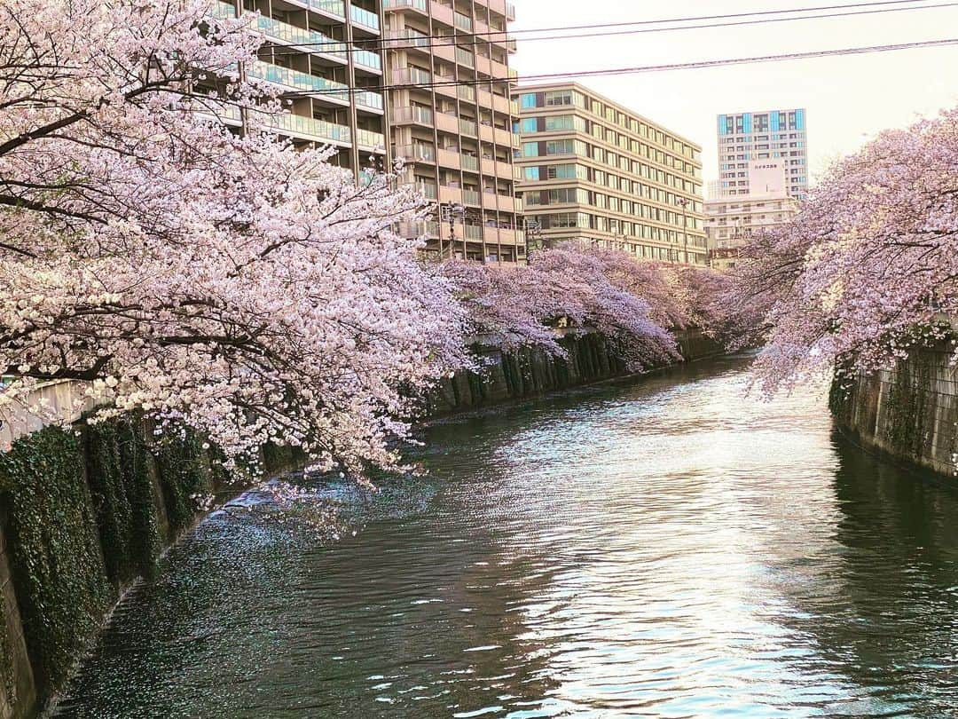 石原亜弥のインスタグラム：「🌸目黒川 お客様のリモートワーク関連の相談に乗りながら終電で帰宅する… 働き方改革を進めた官僚の方々もこんな感じなのだろう。 そういえば先日30代になりました！ 見た目に実年齢が追いついてきたぞ。」