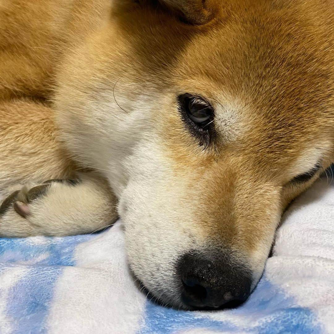 まる（まるたろう）さんのインスタグラム写真 - (まる（まるたろう）Instagram)「Good night!✨🐶💤✨寝ますよ〜　 #免疫アゲアゲ大作戦 #よく食べて #よく笑って #よく寝る #パパは寝過ぎ #みんなもやってみてね」4月18日 0時31分 - marutaro