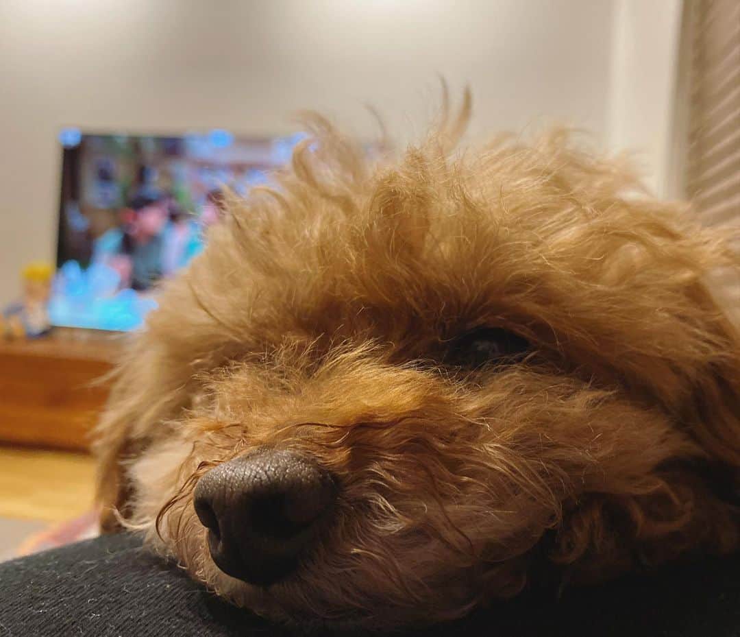 石川龍のインスタグラム：「おねむ。  #まめきち #トイプードル #トイプードル女の子  #toypoodle  #toyphotography」