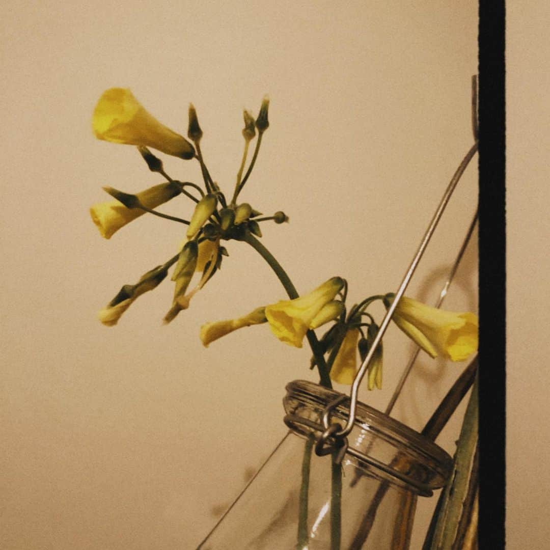 竹澤汀さんのインスタグラム写真 - (竹澤汀Instagram)「この花、夜寝て、朝起きる。かわいい。  noteのショートストーリーに物語をアップしたよ☺︎」4月18日 1時04分 - migiwaaaaaaaaaa