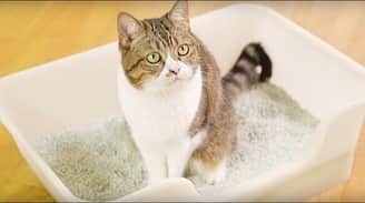 ライオン商事株式会社さんのインスタグラム写真 - (ライオン商事株式会社Instagram)「「猫ちゃんとオーナーにとって理想のトイレ環境を目指して」猫のトイレが新発売したにゃん♪ 『獣医師開発※  ニオイをとる砂専用 猫トイレ』は、獣医さんが、ぼくたちとママさん・パパさんへのやさしさをとことん考えた商品なんだって❤️ * ※東京猫医療センター院長 服部獣医師と当社獣医師の共同開発 4月15日（水）から全国にて新発売。 * ぼくらのための新しいトイレ！！ 😸「買ってにゃ～」 * #lionpet #lionpetcat #ライオンペット #猫 #ねこ #catstagram #ねこのいる暮らし #猫好きさんと繋がりたい #ねこ部 #春 #にゃんこ #ハチワレ #茶トラ #キジシロ #三毛 #耳毛部 #ふわもこ部 #mycat #kitty #ねこかわいい #おうち時間 #獣医師開発猫トイレ #獣医師 #猫トイレ @lion_pet_cat」4月18日 12時05分 - lion_pet_cat