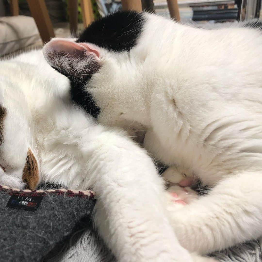 ghemtexさんのインスタグラム写真 - (ghemtexInstagram)「息が苦しいより眠いが勝つ。それが猫。 #猫 #昼寝 #cat #nap」4月18日 12時05分 - ghemtex