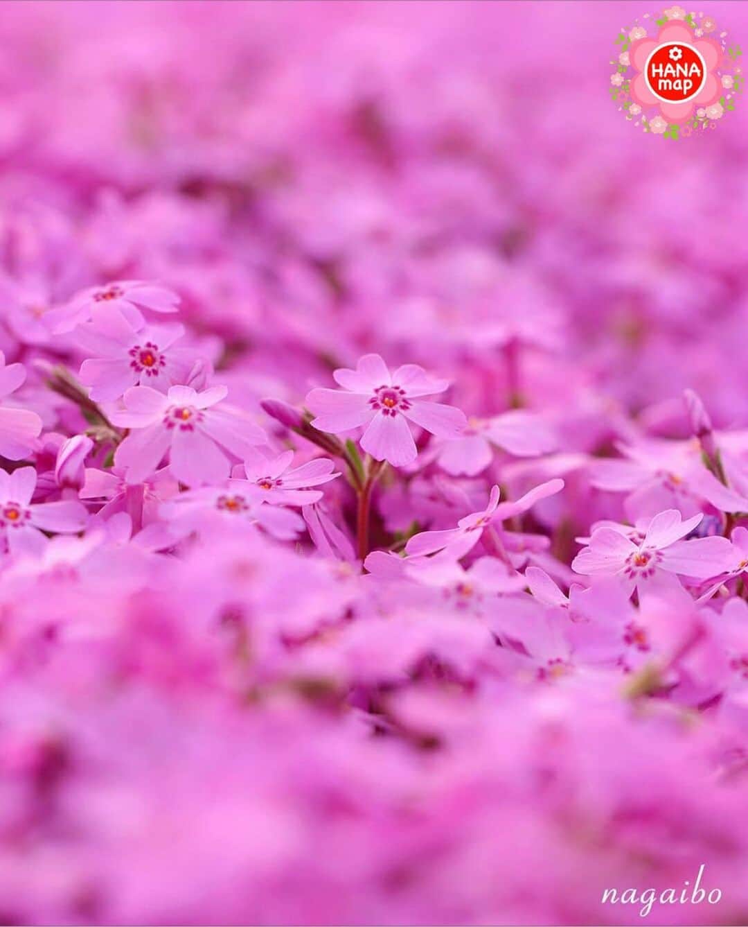 はなまっぷ❁日本の花風景さんのインスタグラム写真 - (はなまっぷ❁日本の花風景Instagram)「🌷🌸はなまっぷの春まつり🌸🌷 * @nagaibo さんの  花のある風景に花まるを💮 * 人々の心にも花が咲く日本の美しい春をありがとうございます😊🌸 * 大阪　#長居植物園（休園中） * 🌼シバザクラの花言葉📝🌼 合意、協調 🌼ネモフィラの花言葉📝🌼 どこでも成功 🌼レンギョウの花言葉📝🌼 期待、希望 * 今年に限らず過去に撮影されたお写真も含めて、春の花風景をご紹介しています🌸 みなさんの素敵なお写真で、日本の美しい春を楽しみましょう😊 * 🌸•••🌸•••🌸•••🌸•••🌸•••🌸 * いつも素敵なお花をありがとうございます😊 日本の花のある風景にタグ付けしてください🌸 お花があれば何でもOKです💓 * #はなまっぷ * #日本の美しい花風景#花のある風景#花#花言葉#風景#花畑#春#芝桜#シバザクラ」4月18日 12時27分 - hanamap