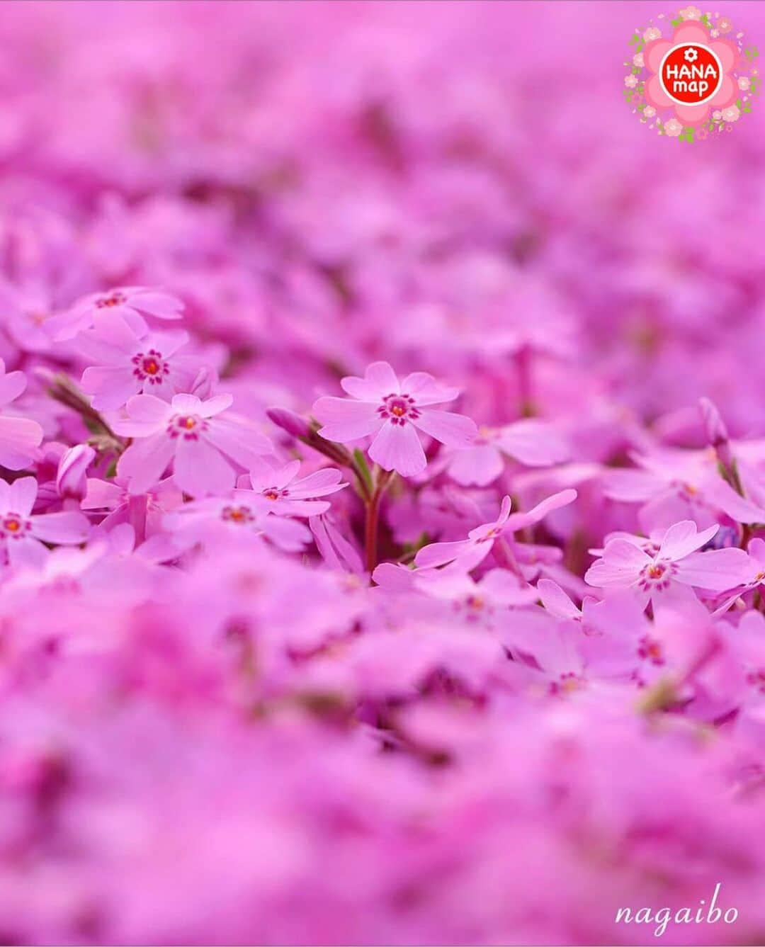 はなまっぷ❁日本の花風景のインスタグラム