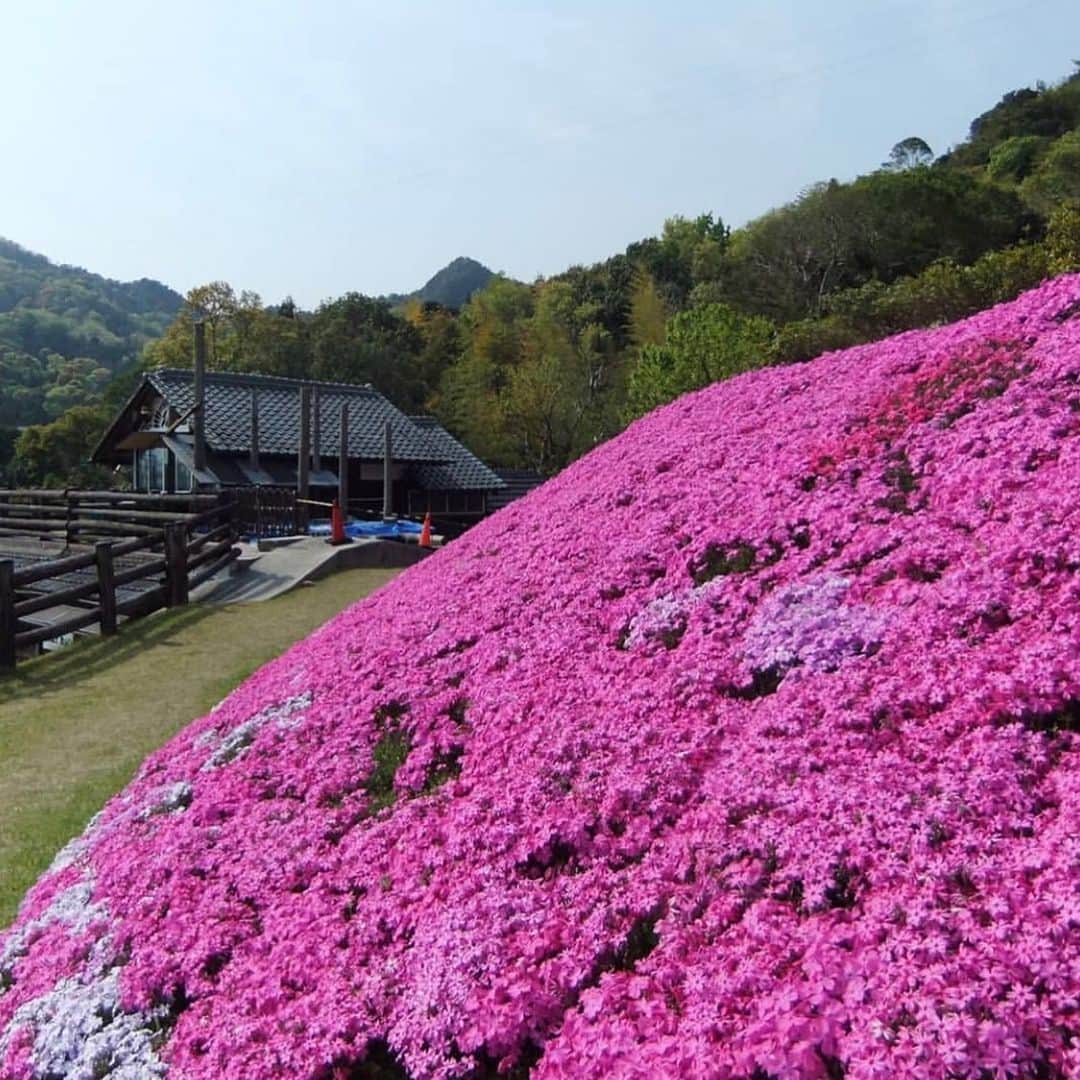 はなまっぷ❁日本の花風景さんのインスタグラム写真 - (はなまっぷ❁日本の花風景Instagram)「🌷🌸はなまっぷの春まつり🌸🌷 * @shibazakurafuji さんの  花のある風景に花まるを💮 * 人々の心にも花が咲く日本の美しい春をありがとうございます😊🌸 * 香川　#芝桜富士 * 🌼シバザクラの花言葉📝🌼 合意、協調 * 今年に限らず過去に撮影されたお写真も含めて、春の花風景をご紹介しています🌸 みなさんの素敵なお写真で、日本の美しい春を楽しみましょう😊 * 🌸•••🌸•••🌸•••🌸•••🌸•••🌸 * いつも素敵なお花をありがとうございます😊 日本の花のある風景にタグ付けしてください🌸 お花があれば何でもOKです💓 * #はなまっぷ * #日本の美しい花風景#花のある風景#花#花言葉#風景#花畑#春#芝桜#シバザクラ」4月18日 12時38分 - hanamap