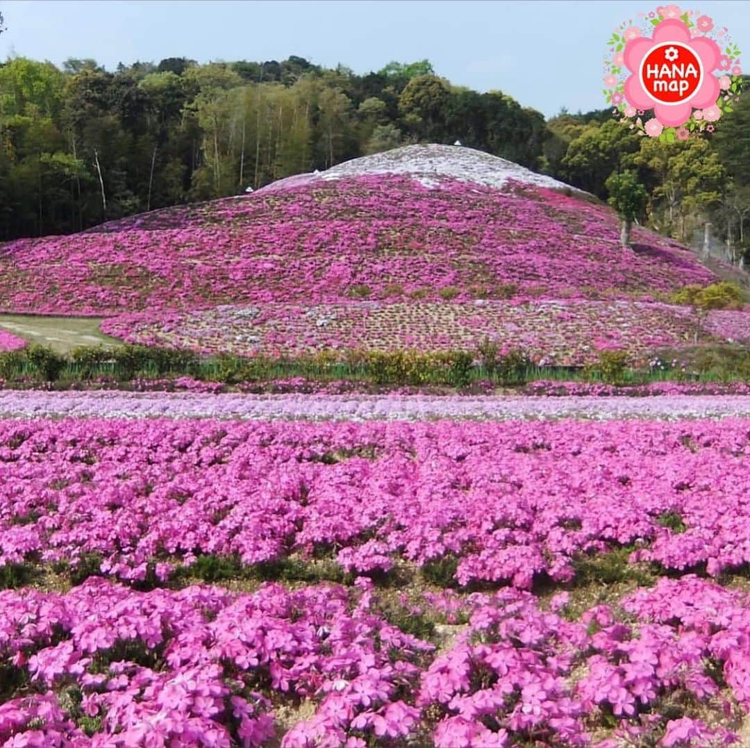 はなまっぷ❁日本の花風景さんのインスタグラム写真 - (はなまっぷ❁日本の花風景Instagram)「🌷🌸はなまっぷの春まつり🌸🌷 * @shibazakurafuji さんの  花のある風景に花まるを💮 * 人々の心にも花が咲く日本の美しい春をありがとうございます😊🌸 * 香川　#芝桜富士 * 🌼シバザクラの花言葉📝🌼 合意、協調 * 今年に限らず過去に撮影されたお写真も含めて、春の花風景をご紹介しています🌸 みなさんの素敵なお写真で、日本の美しい春を楽しみましょう😊 * 🌸•••🌸•••🌸•••🌸•••🌸•••🌸 * いつも素敵なお花をありがとうございます😊 日本の花のある風景にタグ付けしてください🌸 お花があれば何でもOKです💓 * #はなまっぷ * #日本の美しい花風景#花のある風景#花#花言葉#風景#花畑#春#芝桜#シバザクラ」4月18日 12時38分 - hanamap
