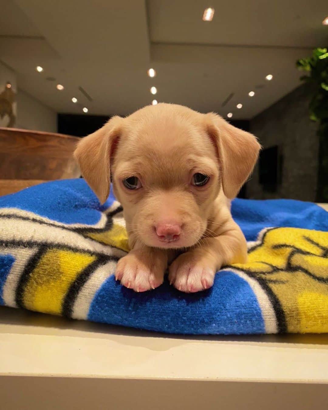 ゼッドのインスタグラム：「Fostering this beautiful little baby and I’m already in love with her 😍!!! If u wanna foster or adopt a pup, reach out to @thelabellefoundation - that’s where this precious little angel is from 😍😍😍」