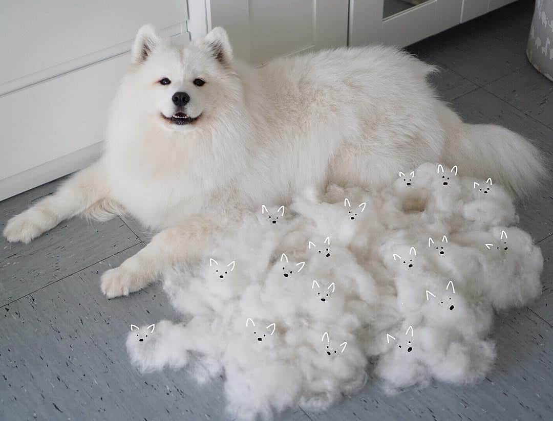 Instagramさんのインスタグラム写真 - (InstagramInstagram)「On today’s #WeeklyFluff, meet Maya (@mayapolarbear) and her homespun litter. “Samoyeds have a thick undercoat and shed one or two times per year,” says her human, Lingli. “I took this picture after brushing Maya. I thought it would be funny to draw little faces on the fur to make it look like many puppies.” 🐶 ⁣ ⁣ Photo illustration by @mayapolarbear」4月18日 6時14分 - instagram