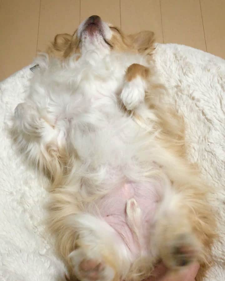 のインスタグラム：「寝たままエクササイズでしゅ🏃‍♂️🐾 ・ ・ ・ #されるがまま選手権  #exercise」