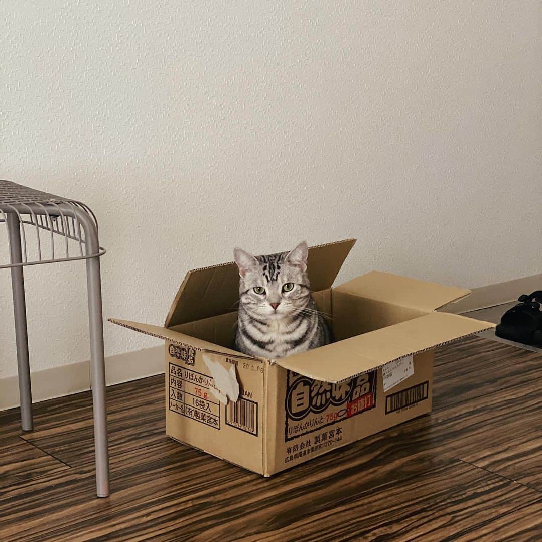 kaisakamotさんのインスタグラム写真 - (kaisakamotInstagram)「⛅️🐈📦 #自宅待機 #covi̇d #stayhome #してますか？」4月18日 9時41分 - kaisakamot
