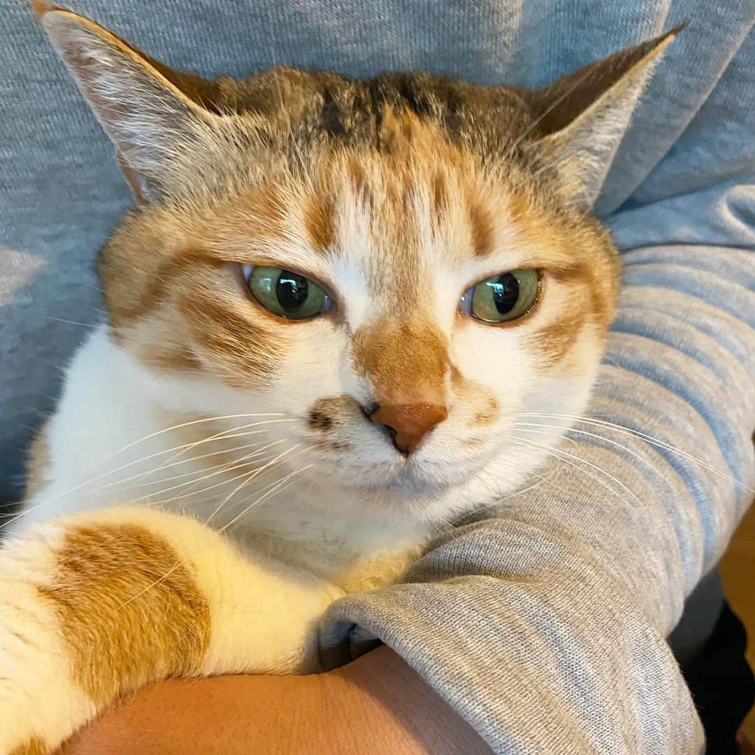 山田稔明さんのインスタグラム写真 - (山田稔明Instagram)「おはよ。どしゃぶりのサタデイ。 #ポチ実 #三毛猫」4月18日 9時54分 - toshiakiyamada
